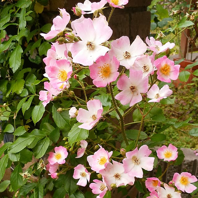 yum0408さんの実例写真