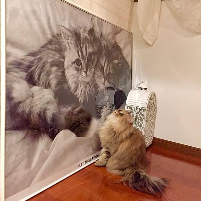 butachanさんの実例写真