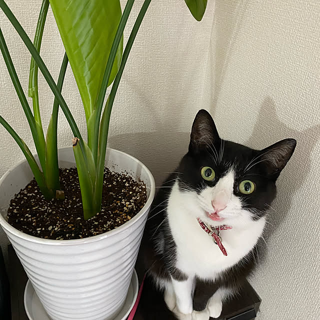yucoさんの実例写真