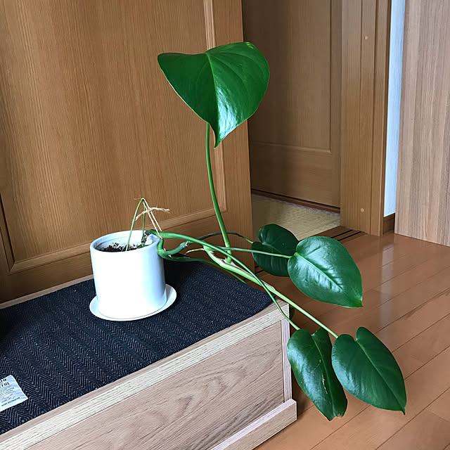 marumaruさんの実例写真