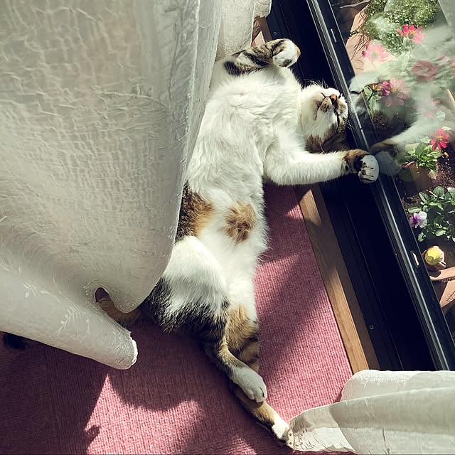 haruminさんの実例写真