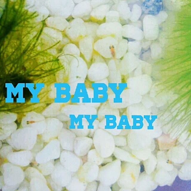 Little-Bambiさんの実例写真