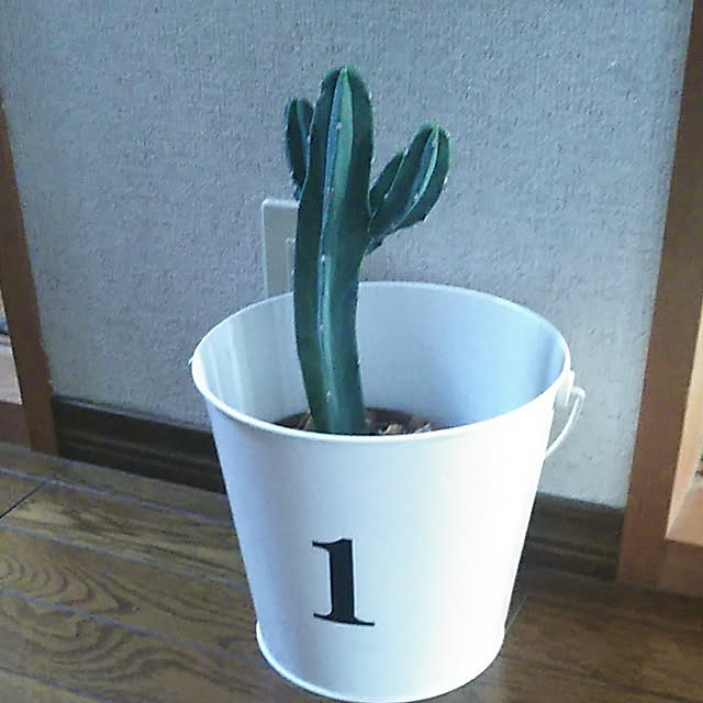 satoさんの実例写真