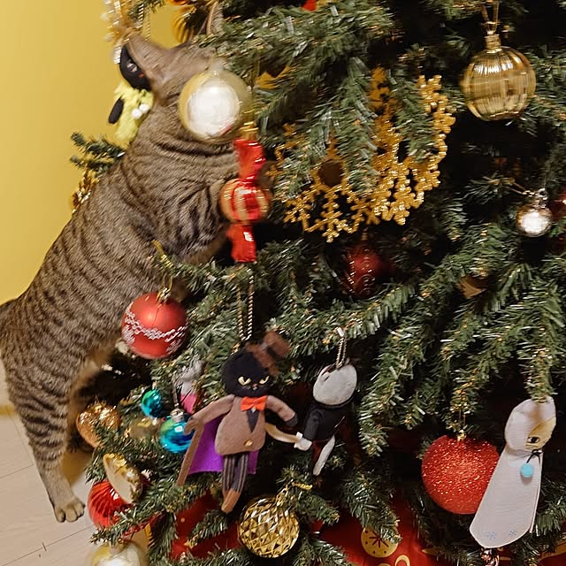 Nekologyさんの部屋