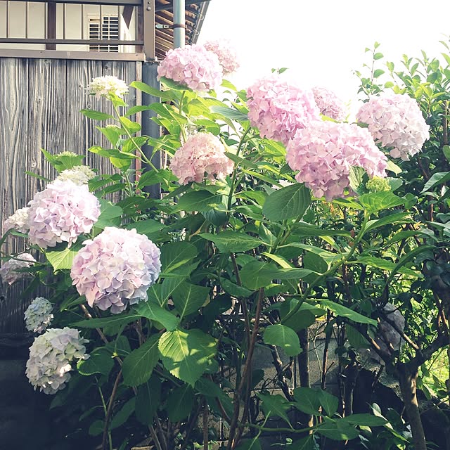 ayayayayaさんの実例写真