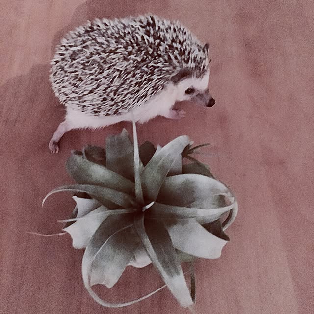 saokoさんの実例写真