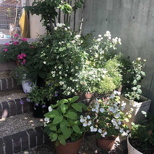 chiroruさんの実例写真