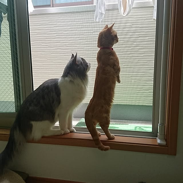 shinobuさんの実例写真