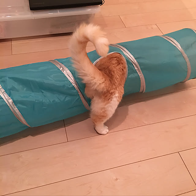 korinkorinさんの実例写真