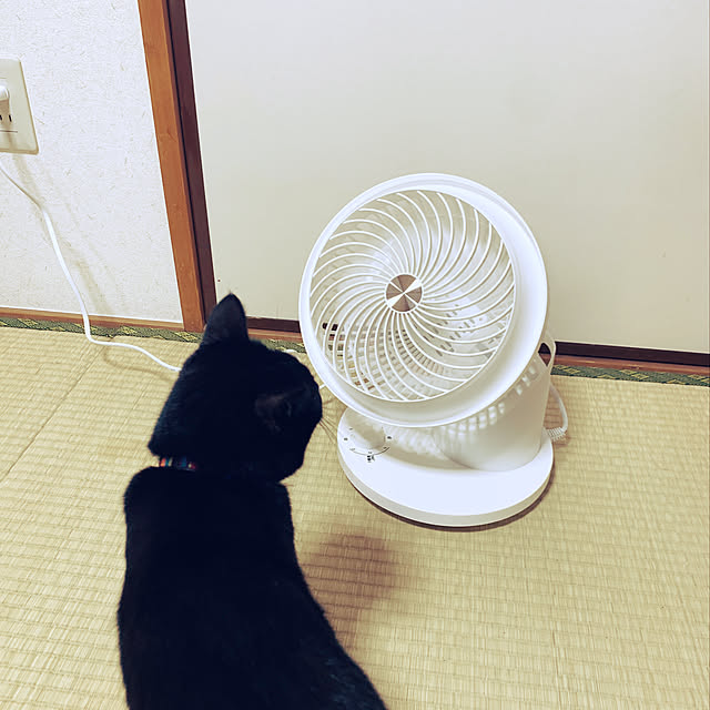 ねこと暮らす/猫のいる暮らし/新生活に向けて/当選ありがとうございます♡/当選うれしい！...などのインテリア実例 - 2021-12-02 22:15:36