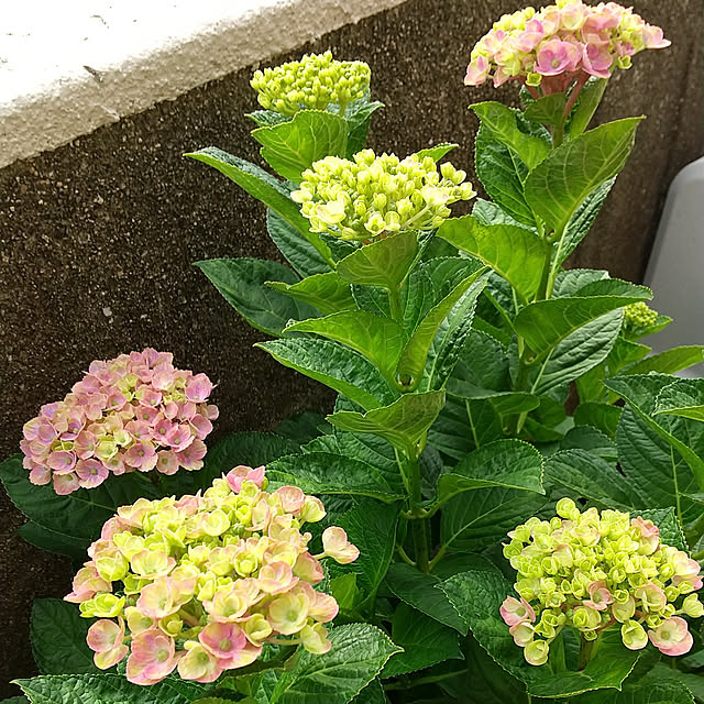 Renさんの実例写真