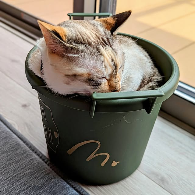 部屋全体/ガーデン雑貨/猫大好き/猫のいる暮らし/保護猫→家猫...などのインテリア実例 - 2025-04-22 15:31:17