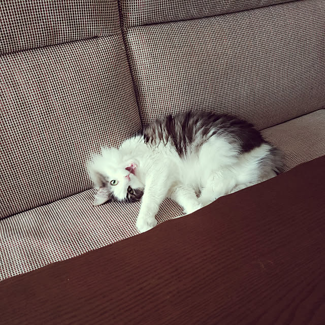 mofさんの実例写真