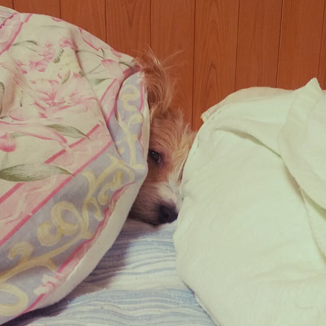 kakkyさんの実例写真