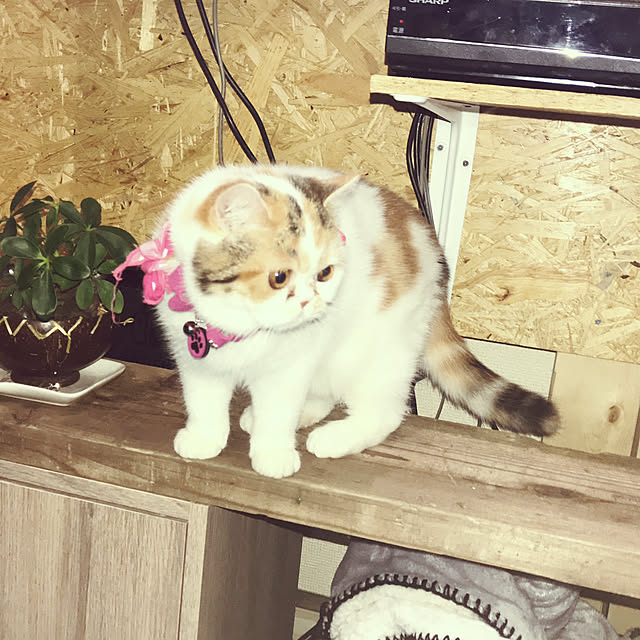 Rindasanさんの実例写真