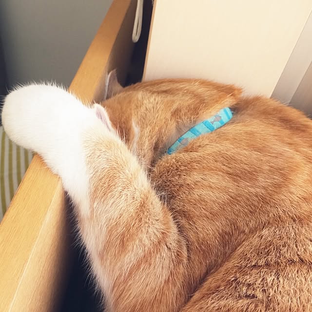 mi123さんの実例写真