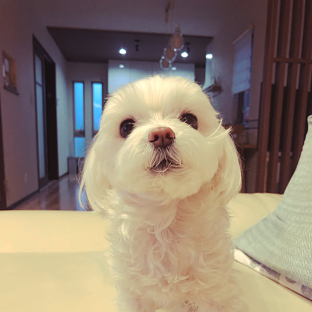 Shihoさんの実例写真