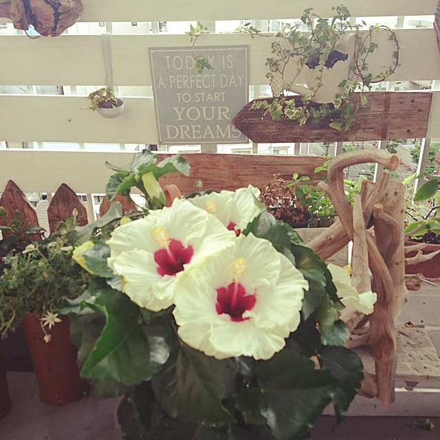 kajyuさんの実例写真