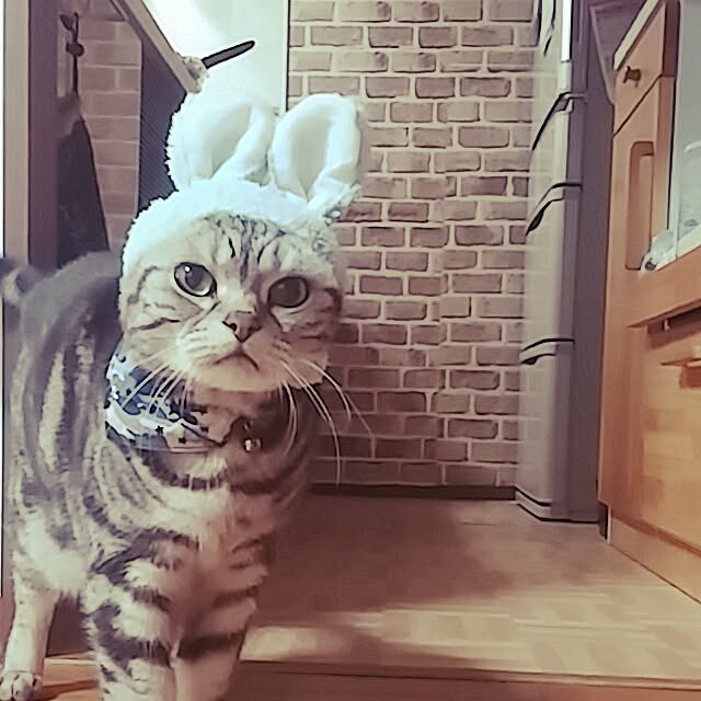 yumi0714さんの実例写真
