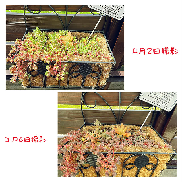 mamさんの実例写真