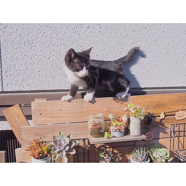 Ryoさんの実例写真