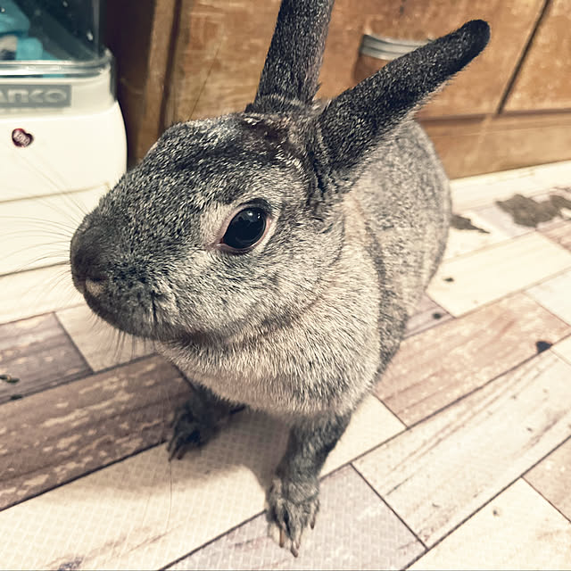 hirariさんの部屋