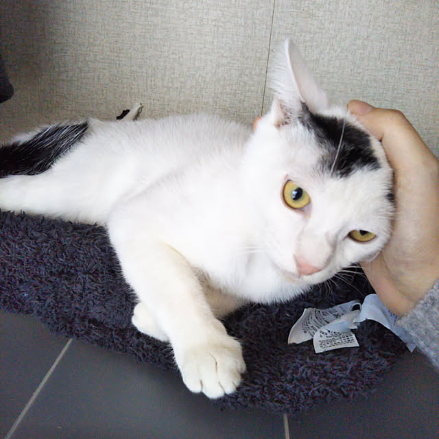 yukieさんの実例写真