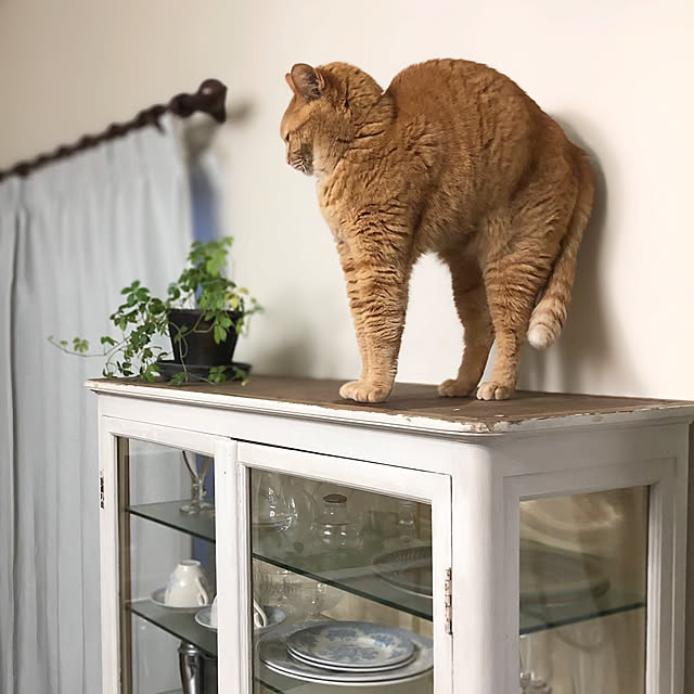Yuukopeeeさんの実例写真