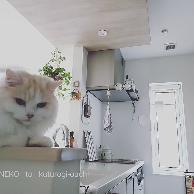 megu.catさんの実例写真
