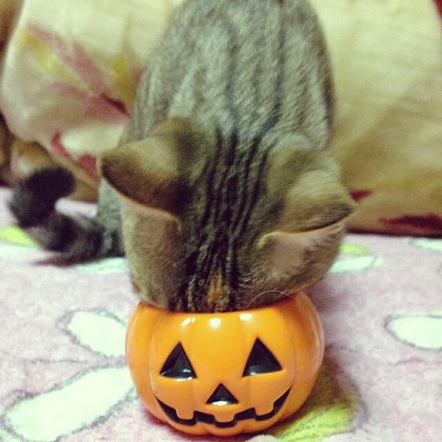 MASAさんの実例写真
