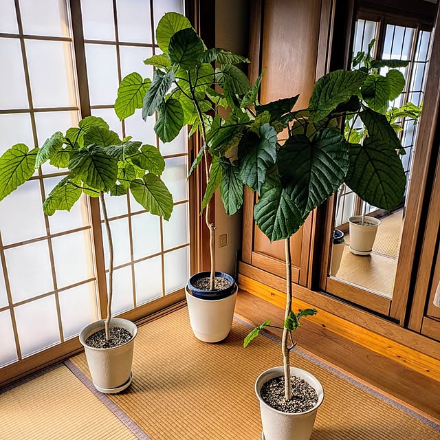 部屋全体/観葉植物のある暮らし/夏/ウンベラータ/複数枚投稿...などのインテリア実例 - 2024-07-28 07:43:08