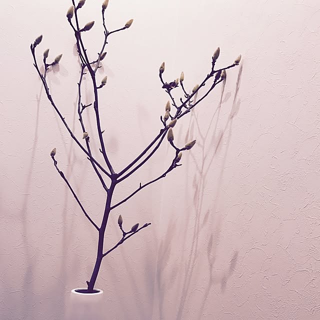 moon__rainbowさんの実例写真