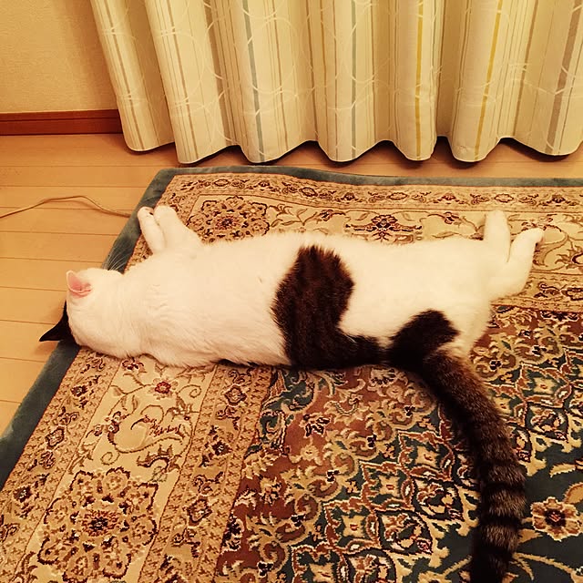 coedodecoさんの実例写真