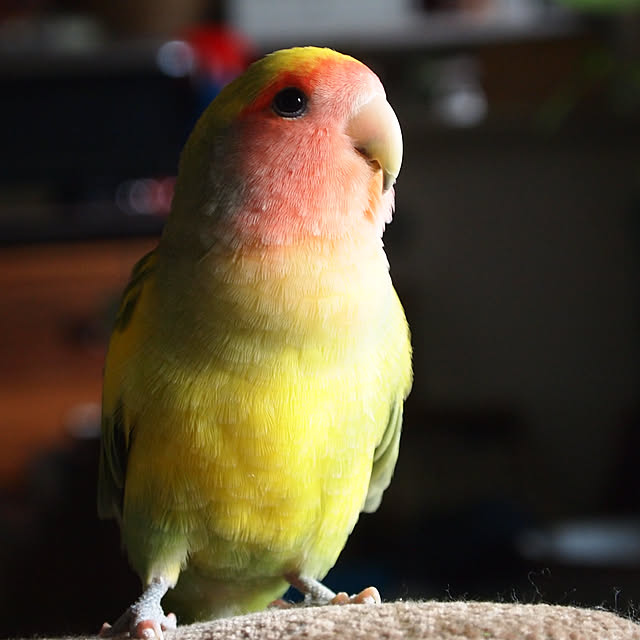 karinさんの実例写真