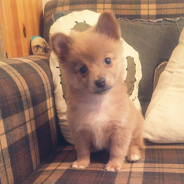 tomominさんの実例写真