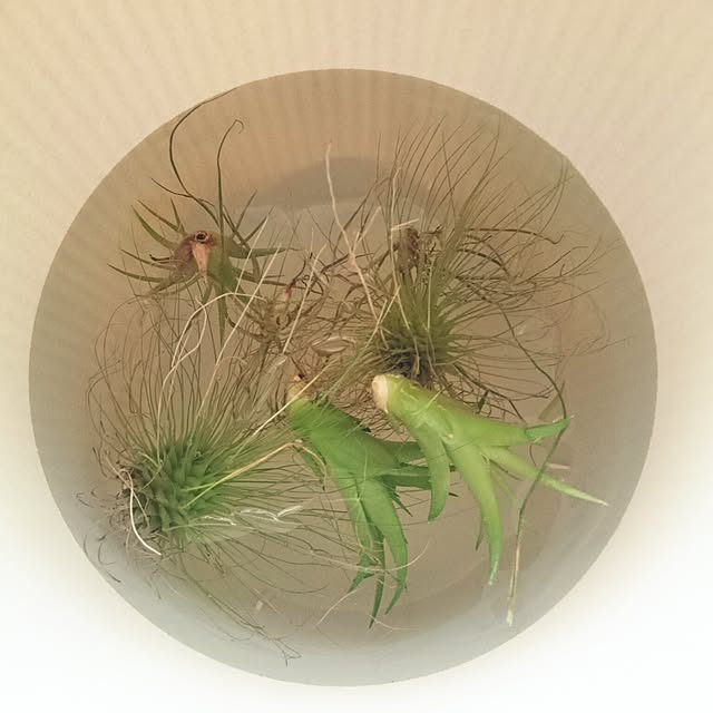 miho.okuさんの実例写真