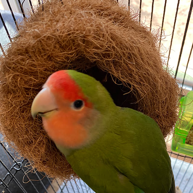 moainanoさんの実例写真
