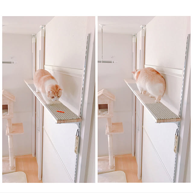 ニトリ/キャットウォーク/キャットタワー/賃貸/2DKなどの ニトリ/キャットウォーク/キャットタワー/賃貸/2DKなどの