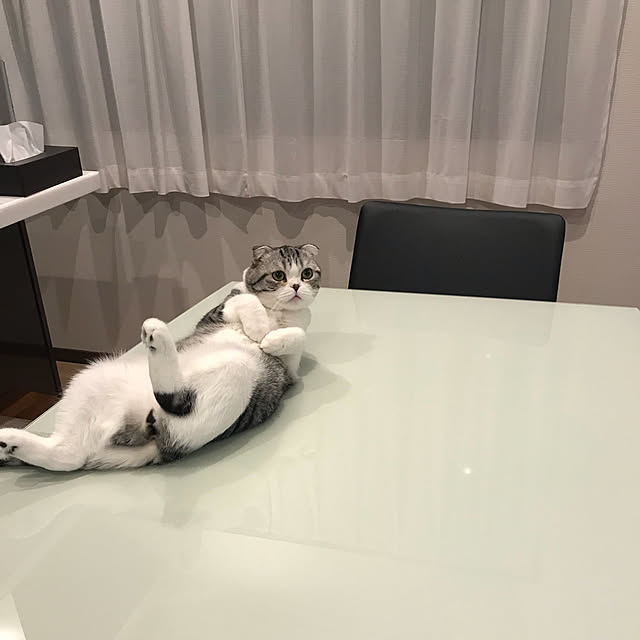 Dahliaさんの実例写真