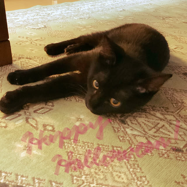 ayutaxさんの実例写真