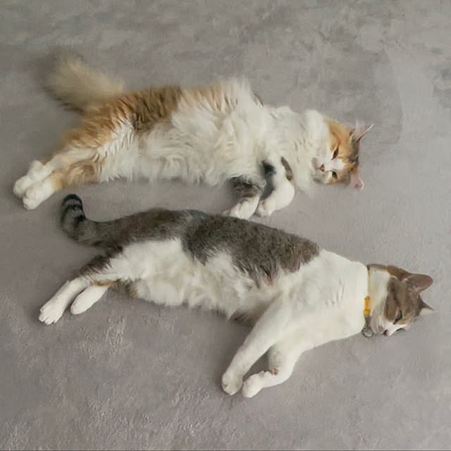 mya___kさんの実例写真