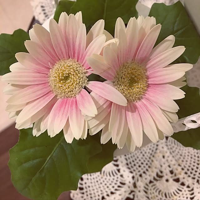 Sakura_hanaさんの実例写真