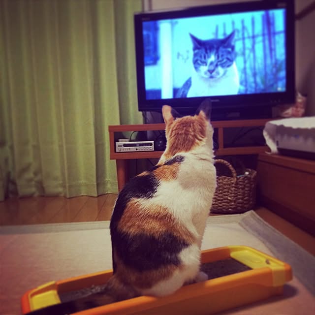 tacomozさんの実例写真