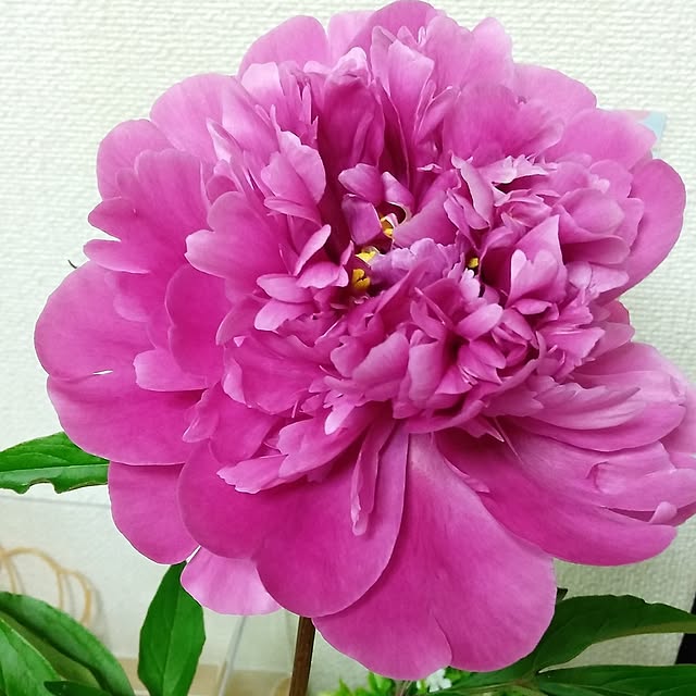 makayokoさんの部屋
