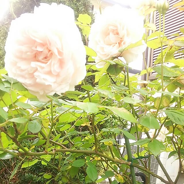 Tomopさんの実例写真