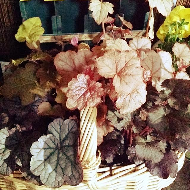 junk.__.maniaさんの実例写真