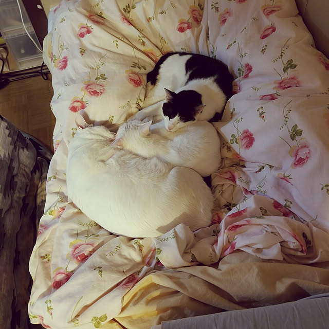 HOTARU.catさんの実例写真