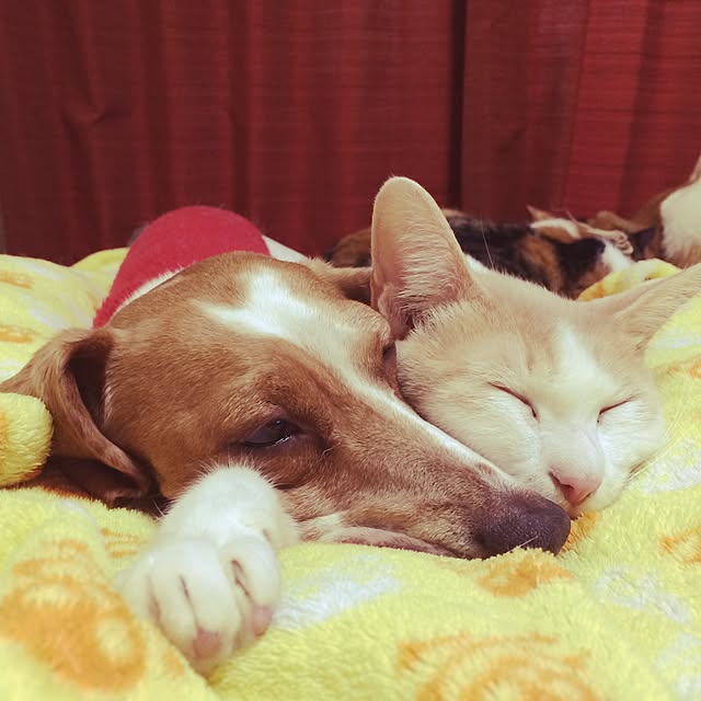 k.0316さんの実例写真