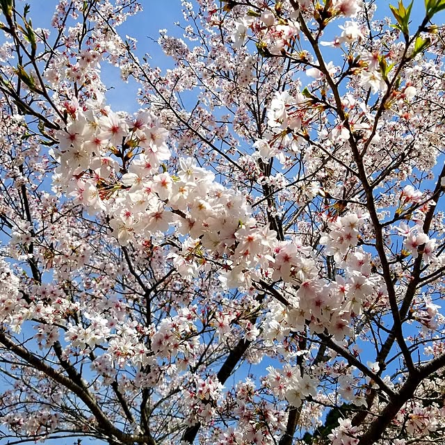 momozouさんの実例写真