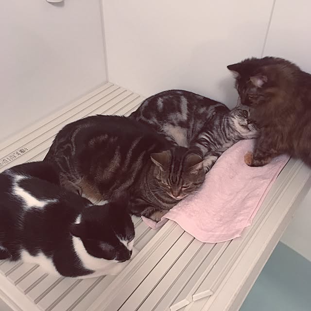 mikomaruさんの実例写真